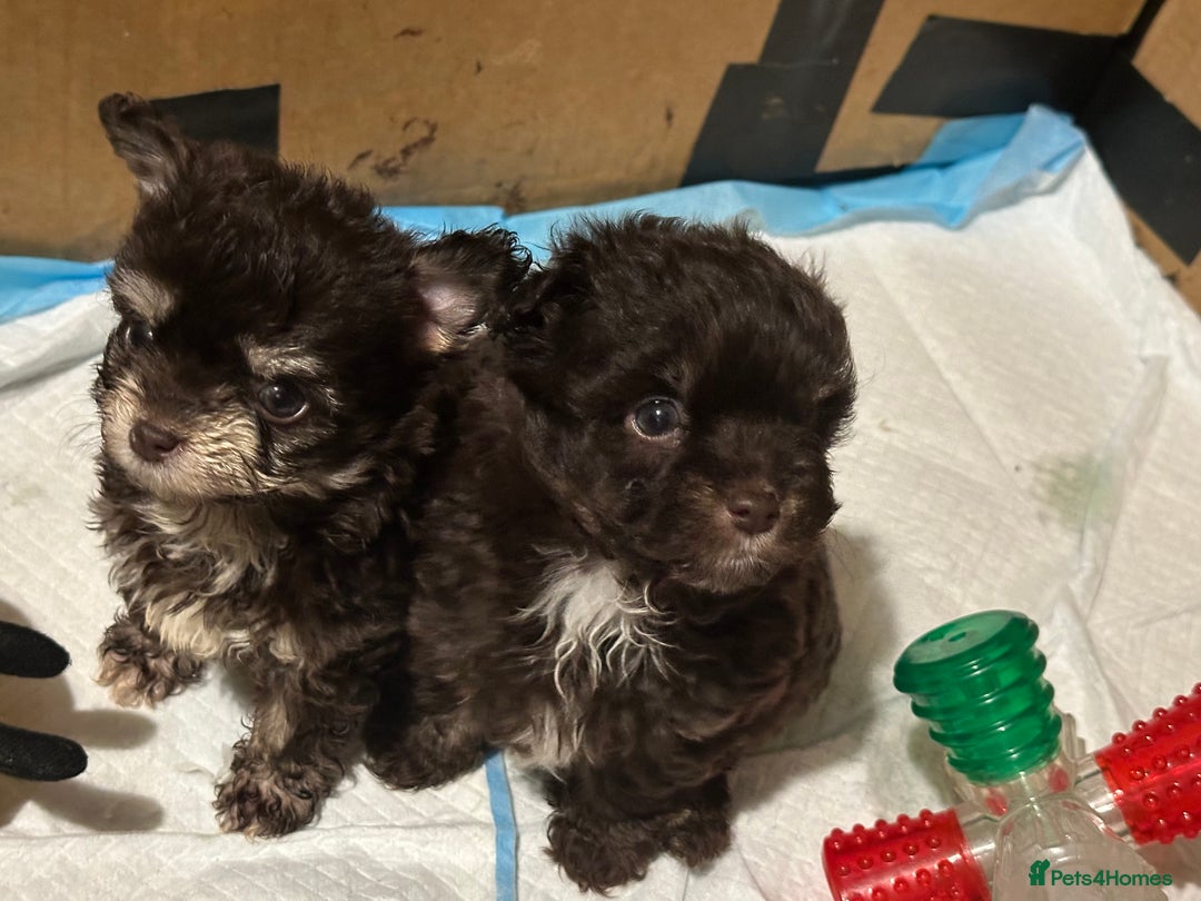 Chipoo dogs for sale: 6 Stunning Chipoo/Chihuahuas - Advert 5