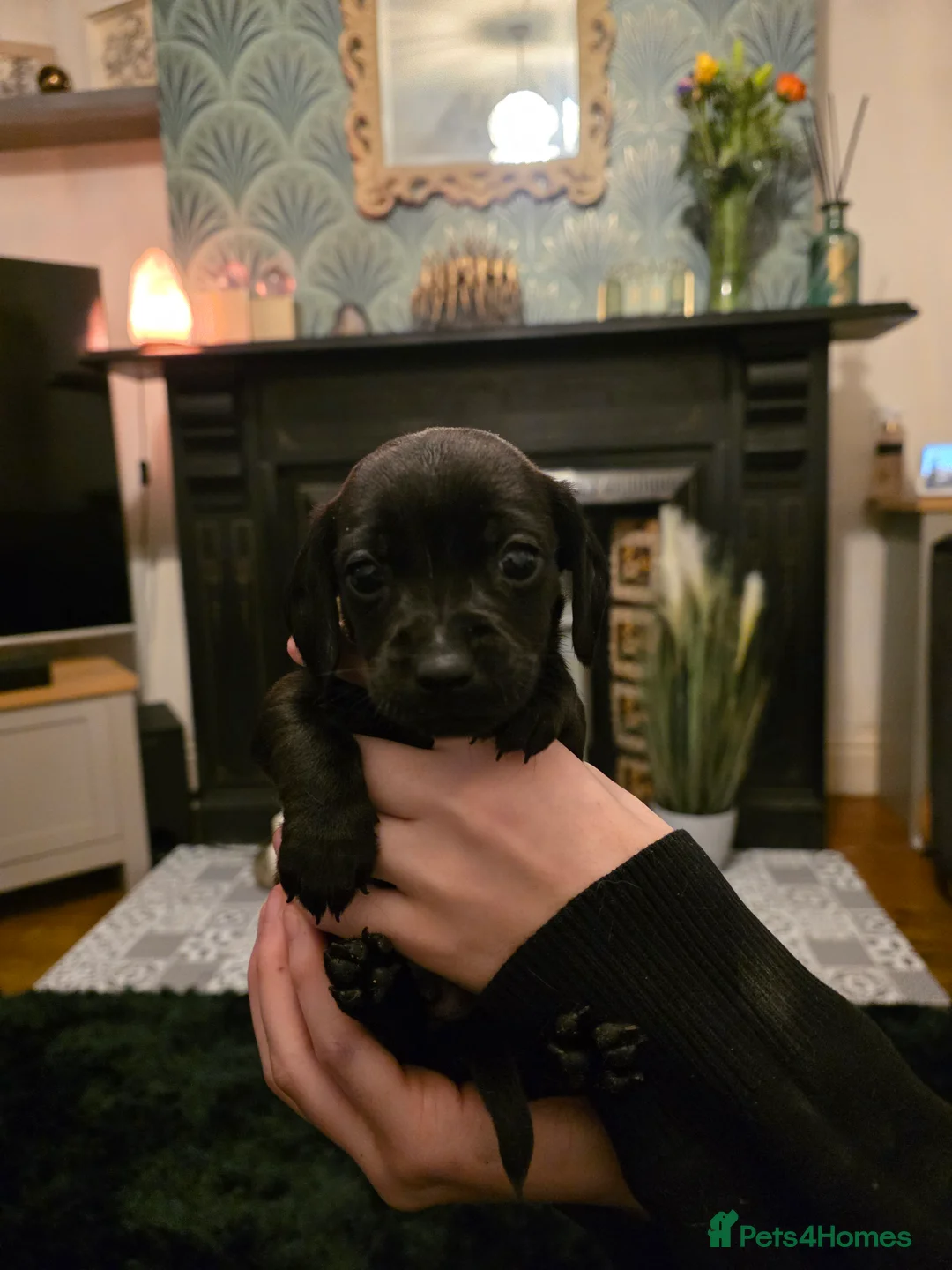 Doxiepoo dogs for sale: 4 beautiful daschund puppies for sale - Advert 3