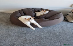 Domestic Shorthair cats for sale: Poppy and Rosie Rehoming.  - Image 2