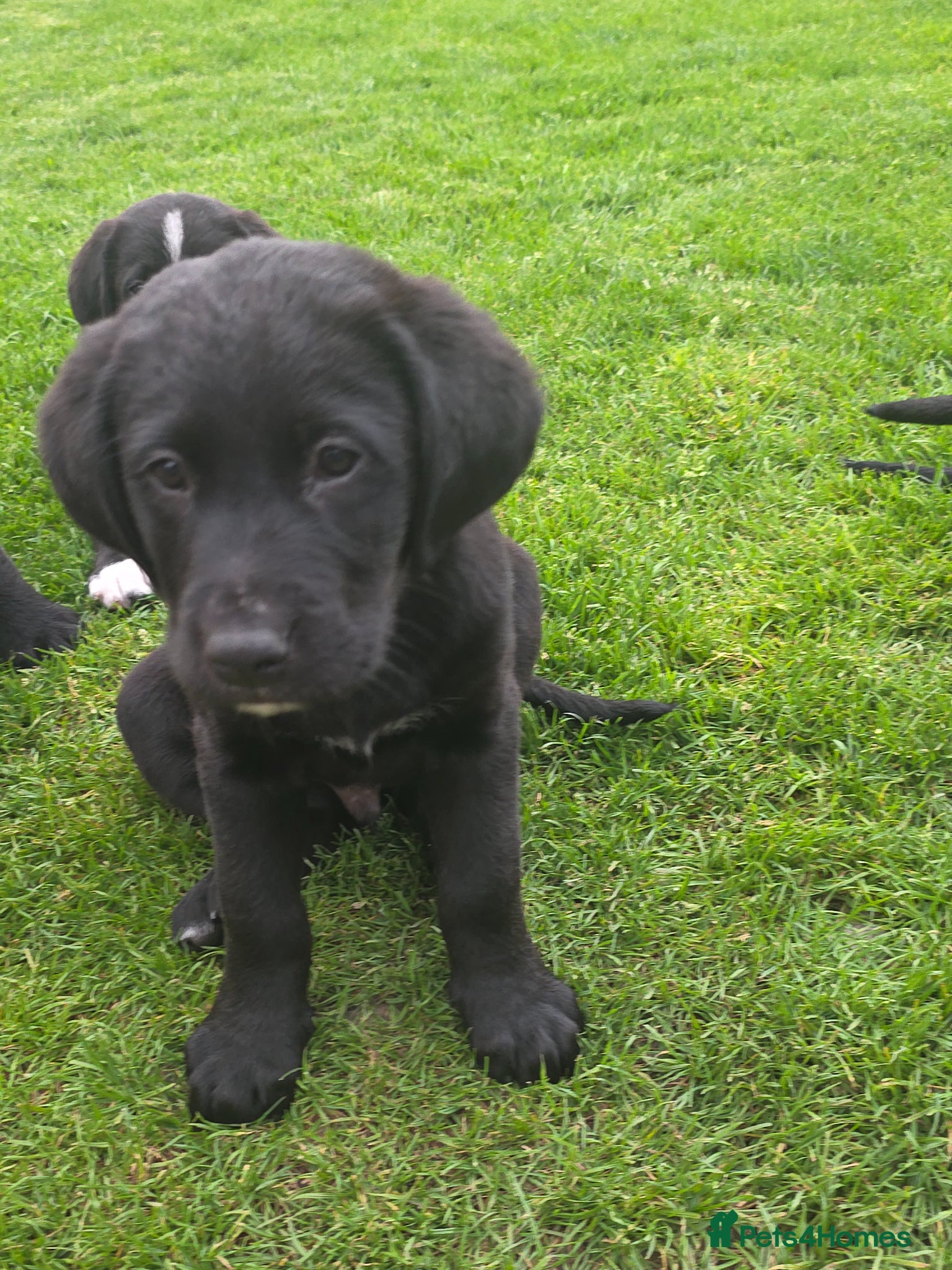 Mixed Breed dogs Labernese F1 Puppies - Advert 1