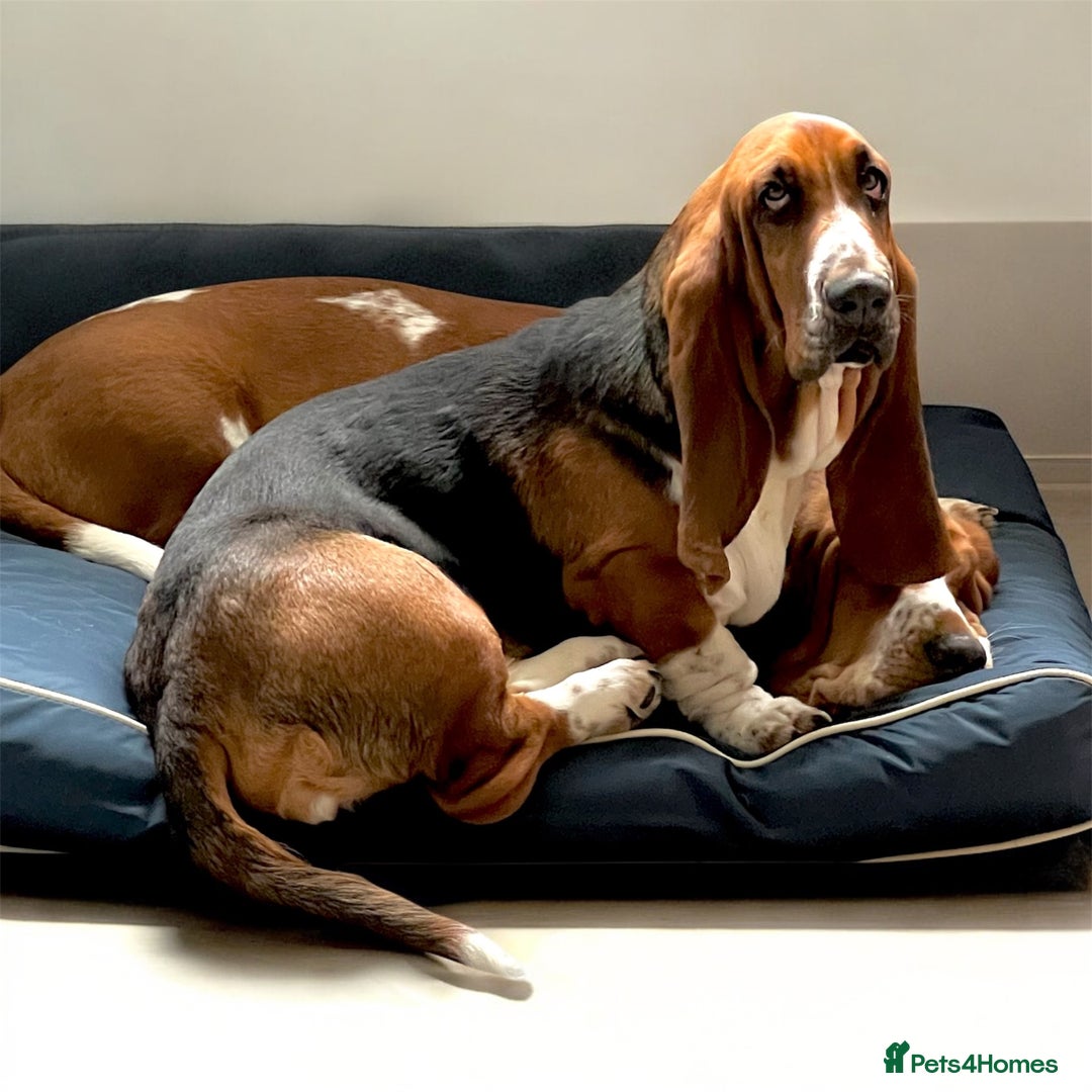 Basset Hound dogs for sale: 5 months old female basset hound - Advert 10