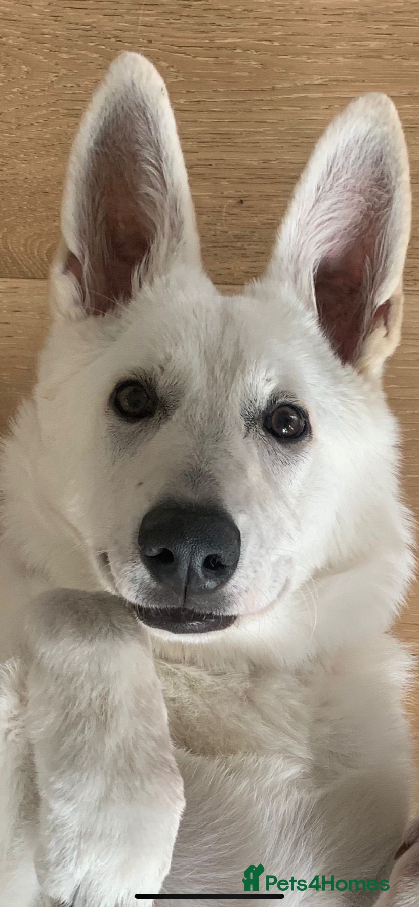 White Swiss Shepherd dogs Beautiful White Swiss Shepherd - Advert 2