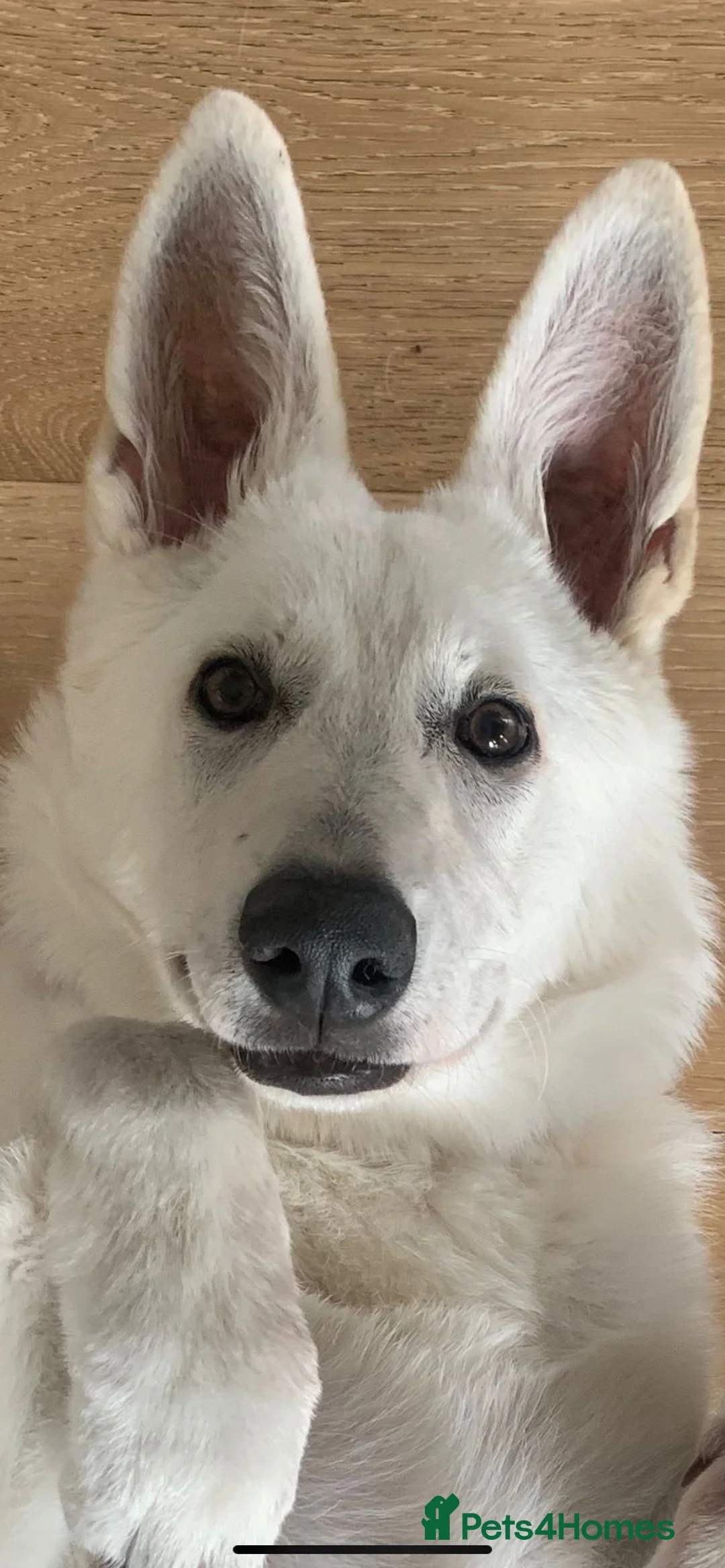 White Swiss Shepherd dogs for sale: Beautiful White Swiss Shepherd - Advert 2
