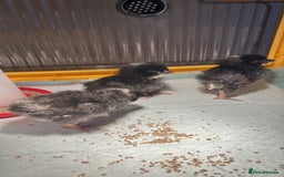 Chickens poultry for sale: Barred Plymouth Rock cockerel  - Image 1
