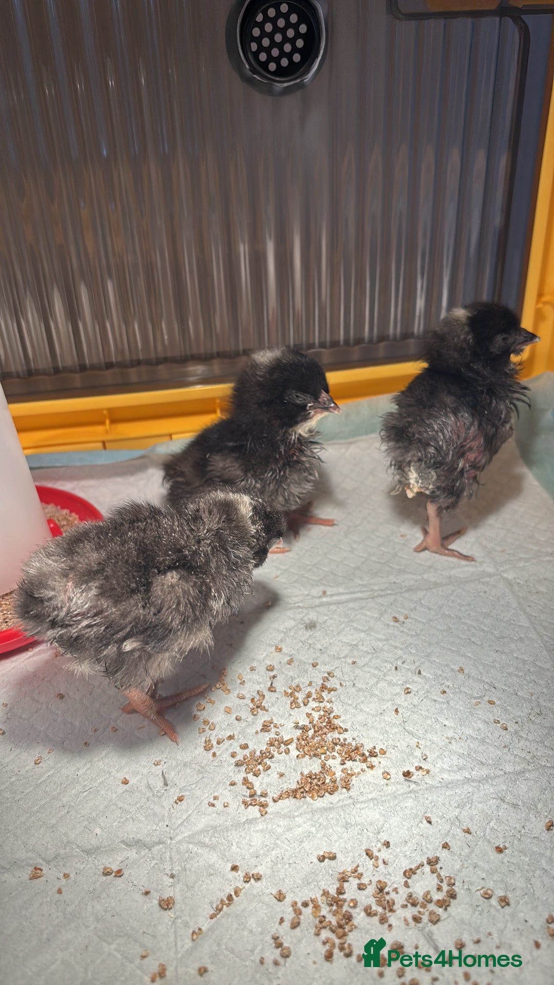 Chickens poultry for sale: Barred Plymouth Rock cockerel  - Image 1