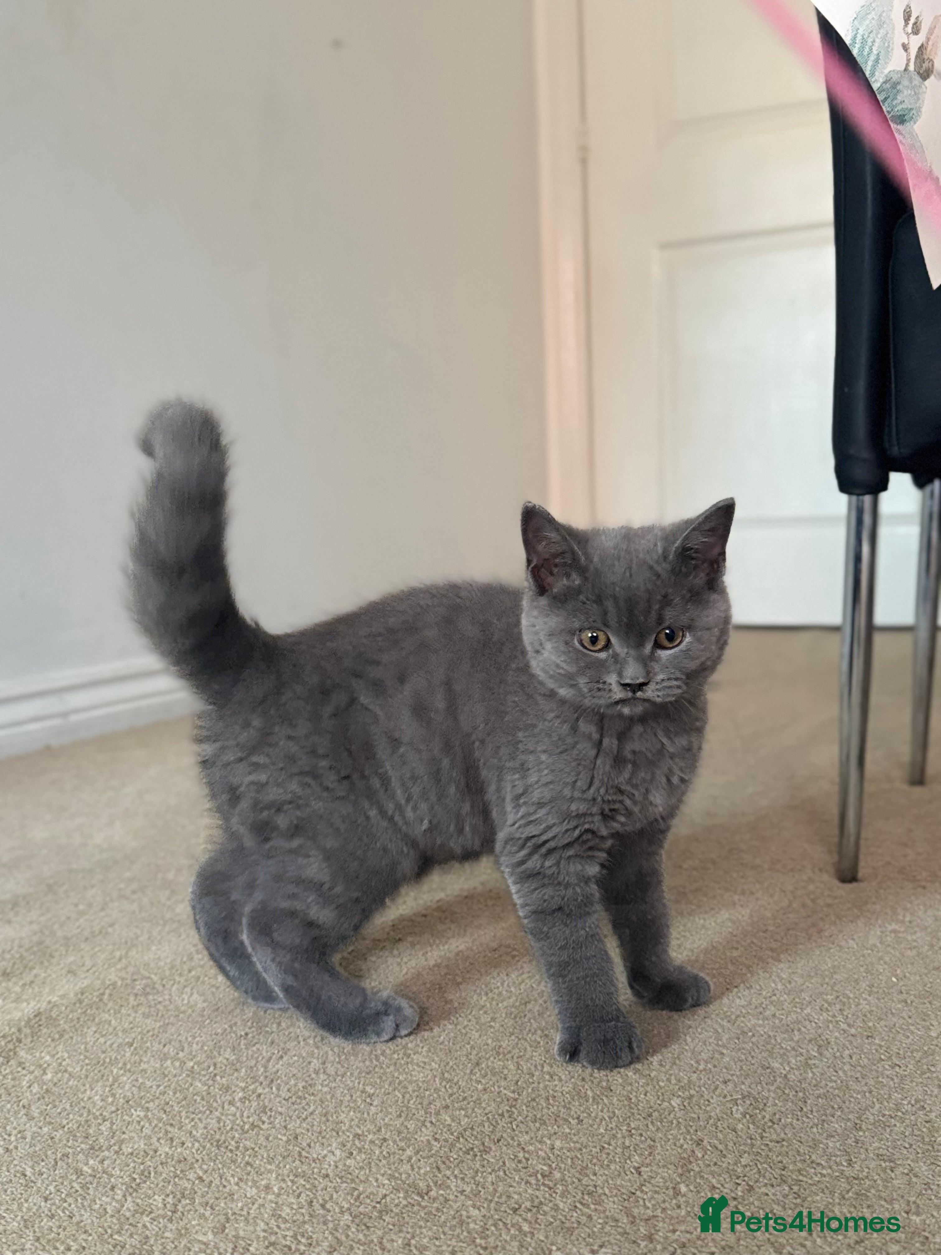 British Shorthair cats Beautiful british shorthair looking for a new home - Advert 2
