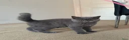 British Shorthair cats for sale: Beautiful british shorthair looking for a new home - Advert 2