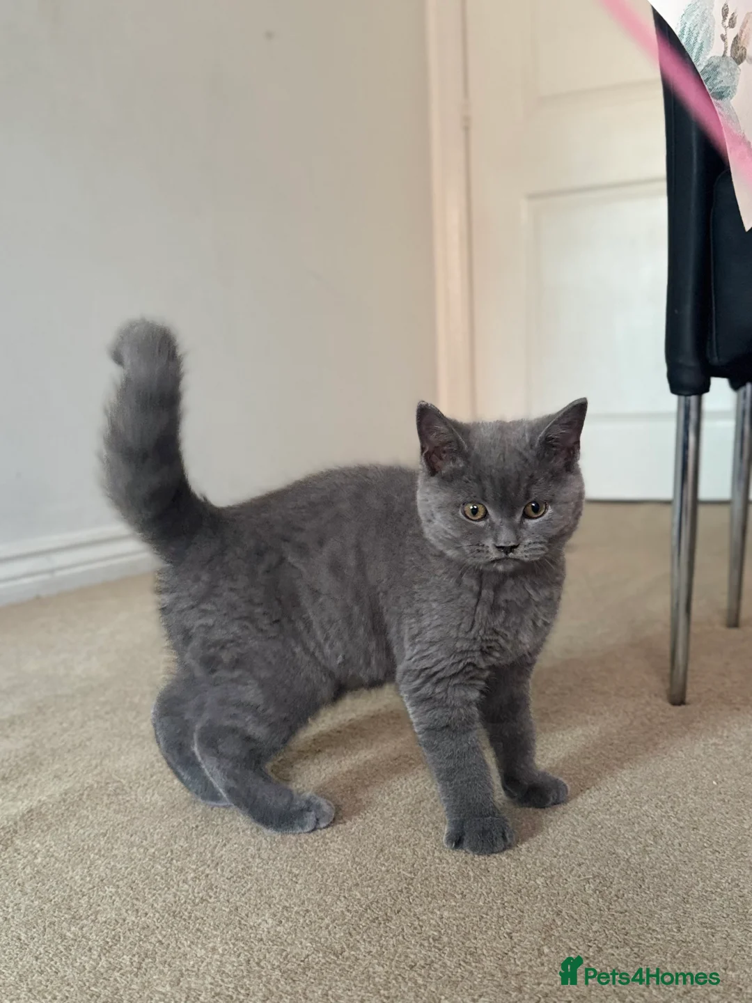 British Shorthair cats for sale: Beautiful british shorthair looking for a new home - Advert 2