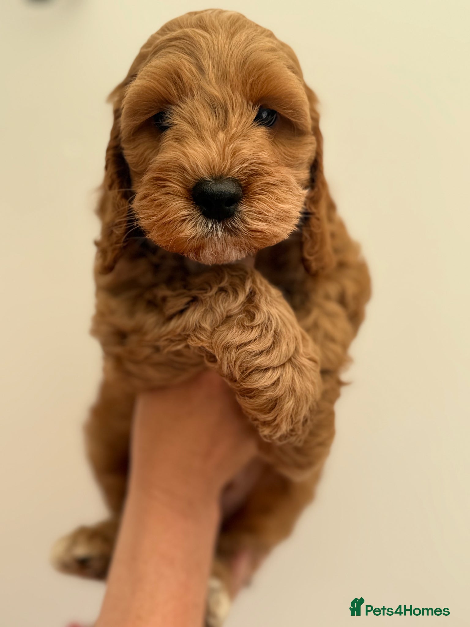 Cockapoo dogs F1 cockapoo puppies READY THIS SATURDAY  - Advert 11
