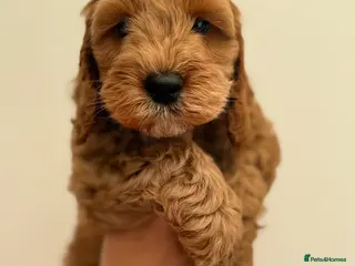Cockapoo dogs F1 cockapoo puppies READY THIS SATURDAY - Advert 11