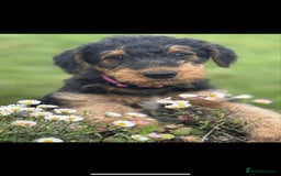 Airedale Terrier dogs for sale: Just 2 KC Registered Airedale Boys Available  in Kettering - Image 4