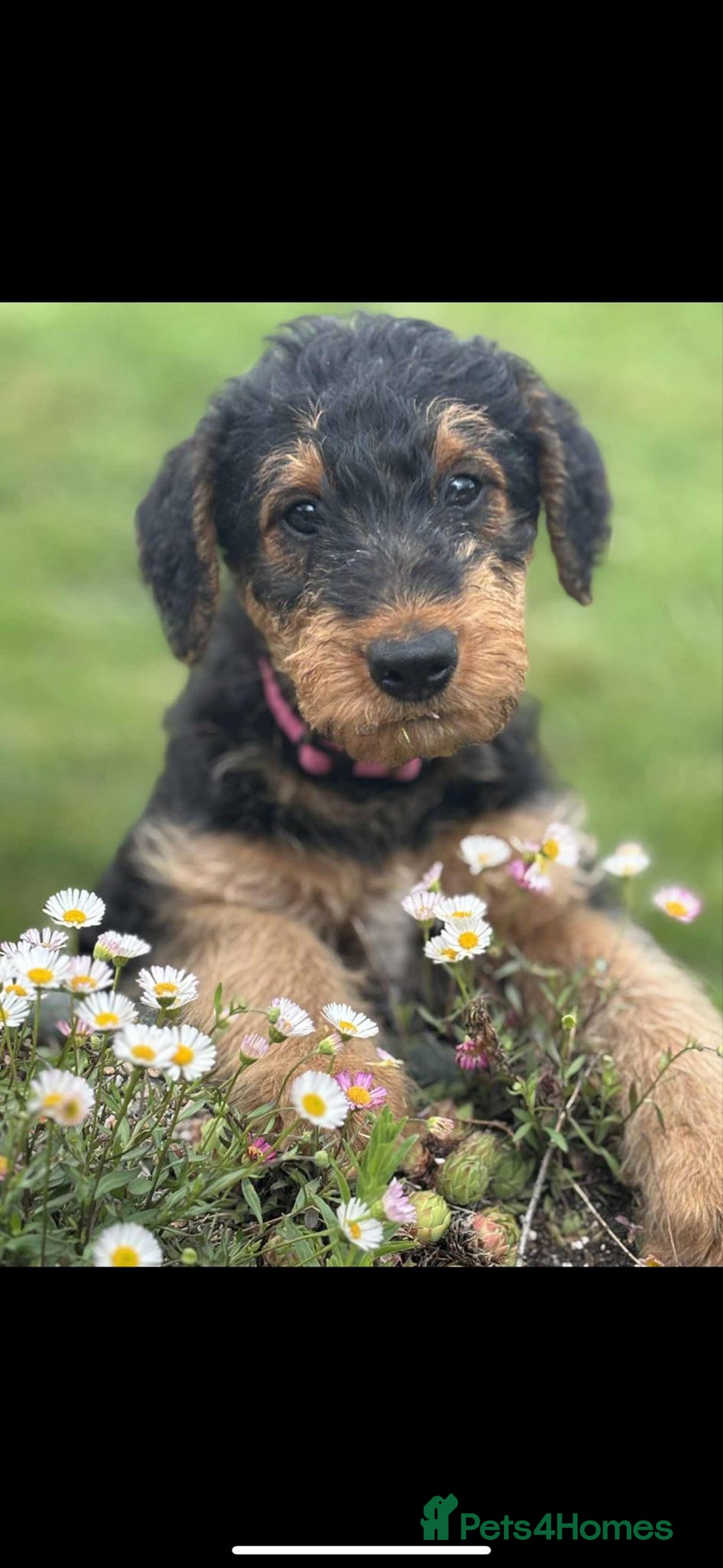 Airedale Terrier dogs for sale: Just 2 KC Registered Airedale Boys Available  in Kettering - Image 4