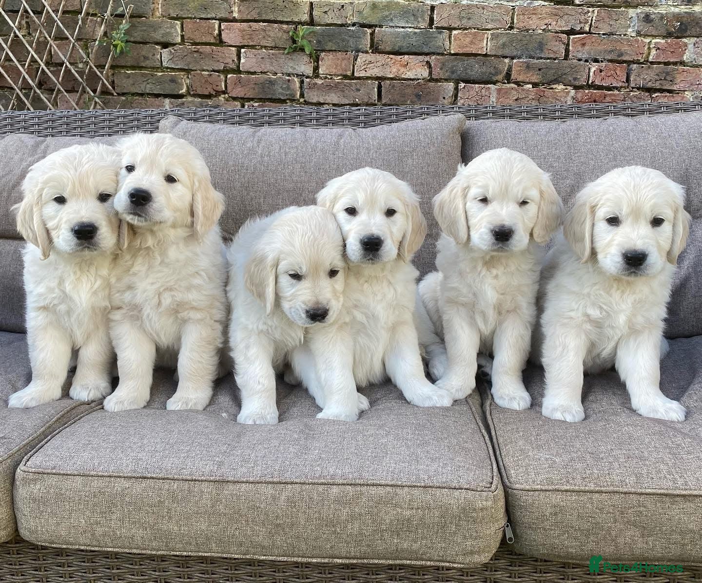 Golden Retriever dogs for sale: Champion line cream golden retriever puppies - Advert 4