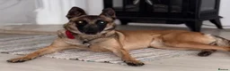 Belgian Shepherd Dog dogs for sale: Belgian Malinois litter  - Advert 2