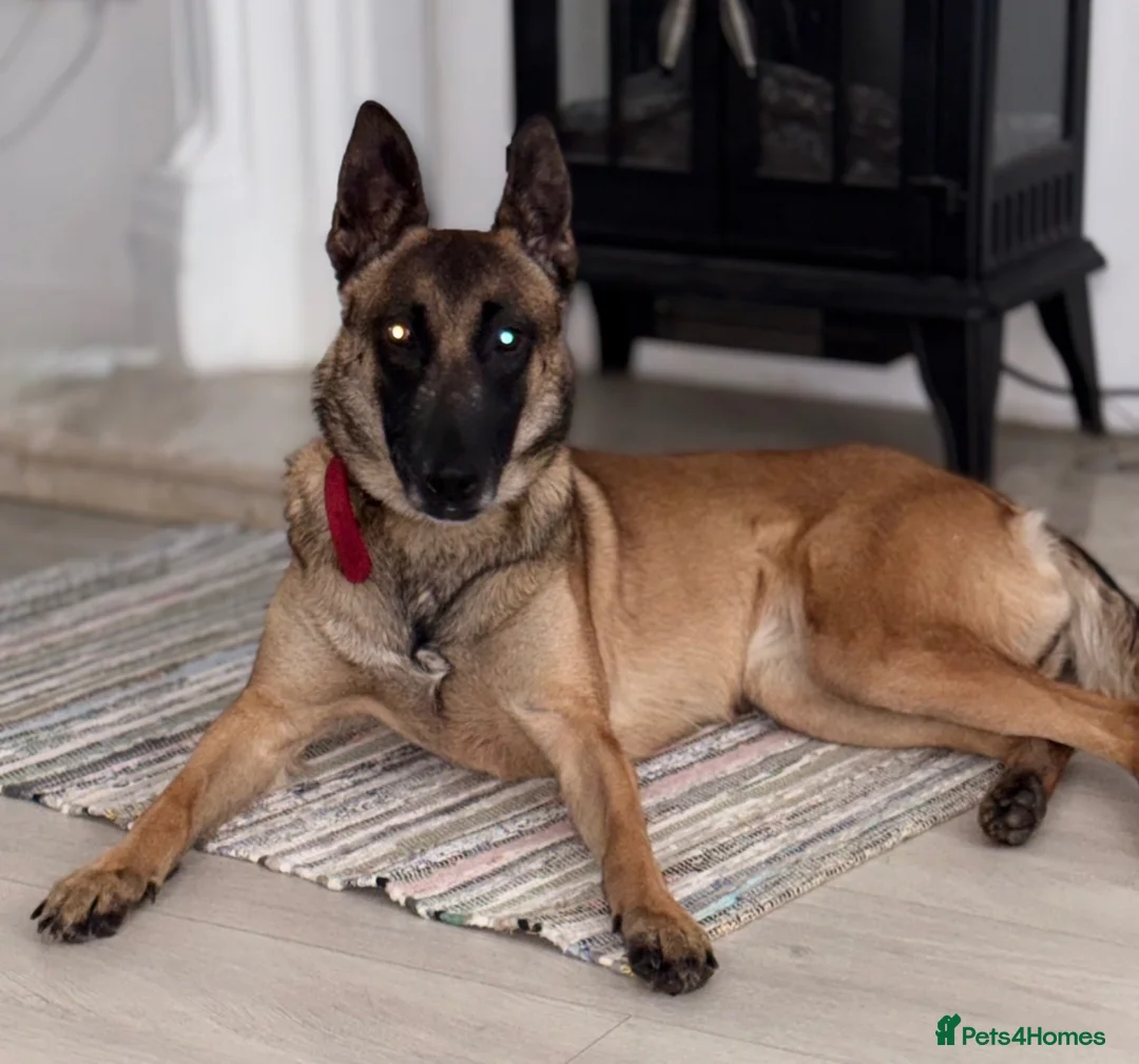 Belgian Shepherd Dog dogs for sale: Belgian Malinois litter  - Advert 2