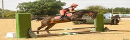 Arabian horse horses for sale: 14.2hh Part Bred Arab Allrounder - Advert 4