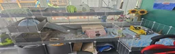 Guinea Pig rodents for sale: 2 male guinea pigs and c&c cage - Advert 3