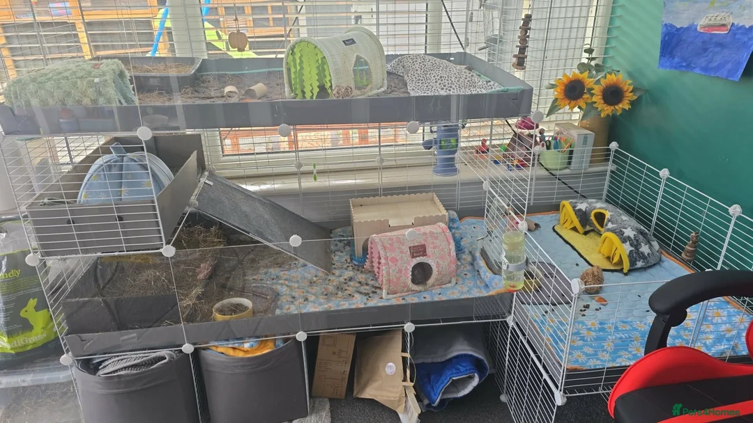Guinea Pig rodents for sale: 2 male guinea pigs and c&c cage - Advert 3
