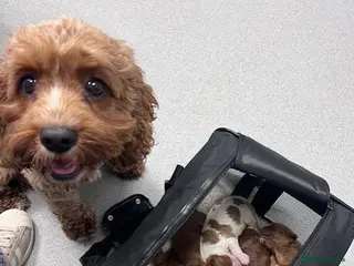 Cavapoo dogs Blue eyed Cavapoo puppies for sale - Advert 3