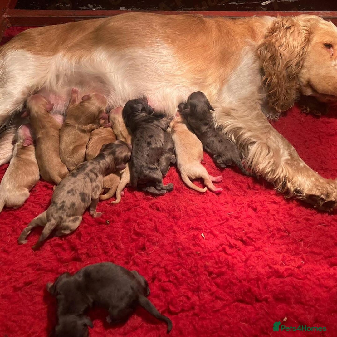 Cockapoo dogs for sale: F1 & F1B COCKAPOO LITTERS - Image 7