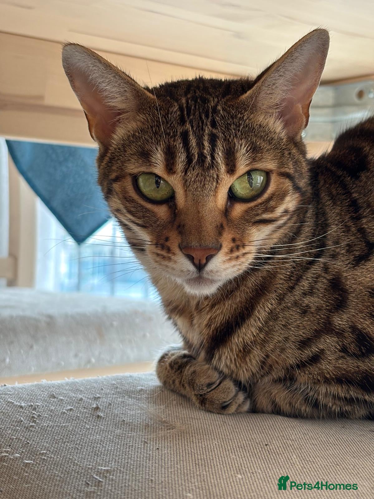 Bengal cats Give away Bengal and Tabby for free - Advert 1