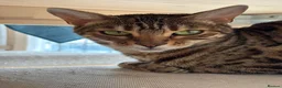 Bengal cats for sale:  **  Bengal and Tabby for free in Harrow - Advert 1