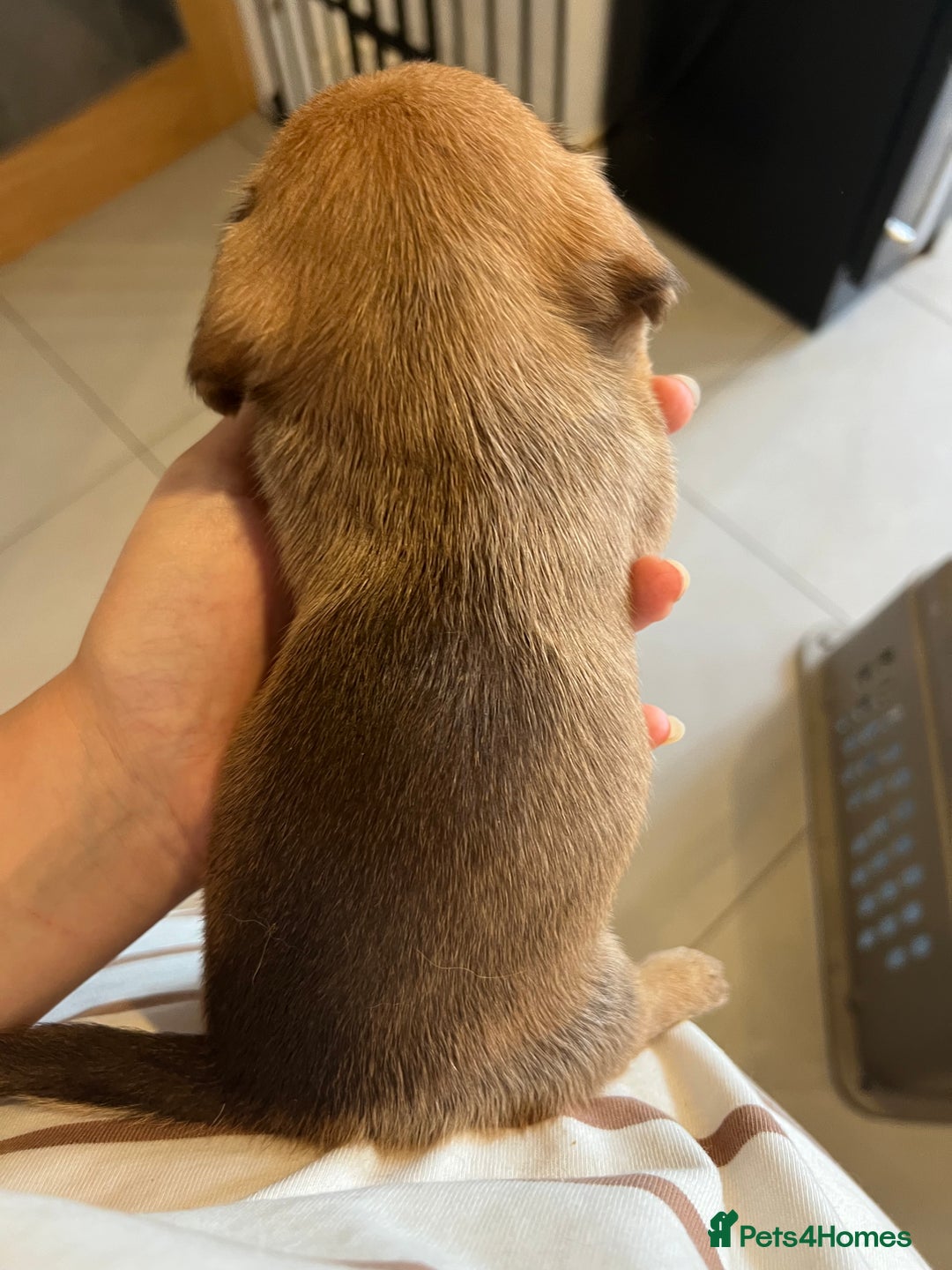 Mixed Breed dogs for sale: Chihuahua cross terrier puppies  - Image 13