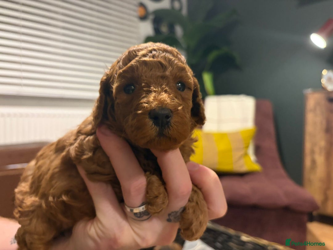 Cockapoo dogs for sale: 💥 Beautiful health checked F1B cockapoos 💥  - Advert 4