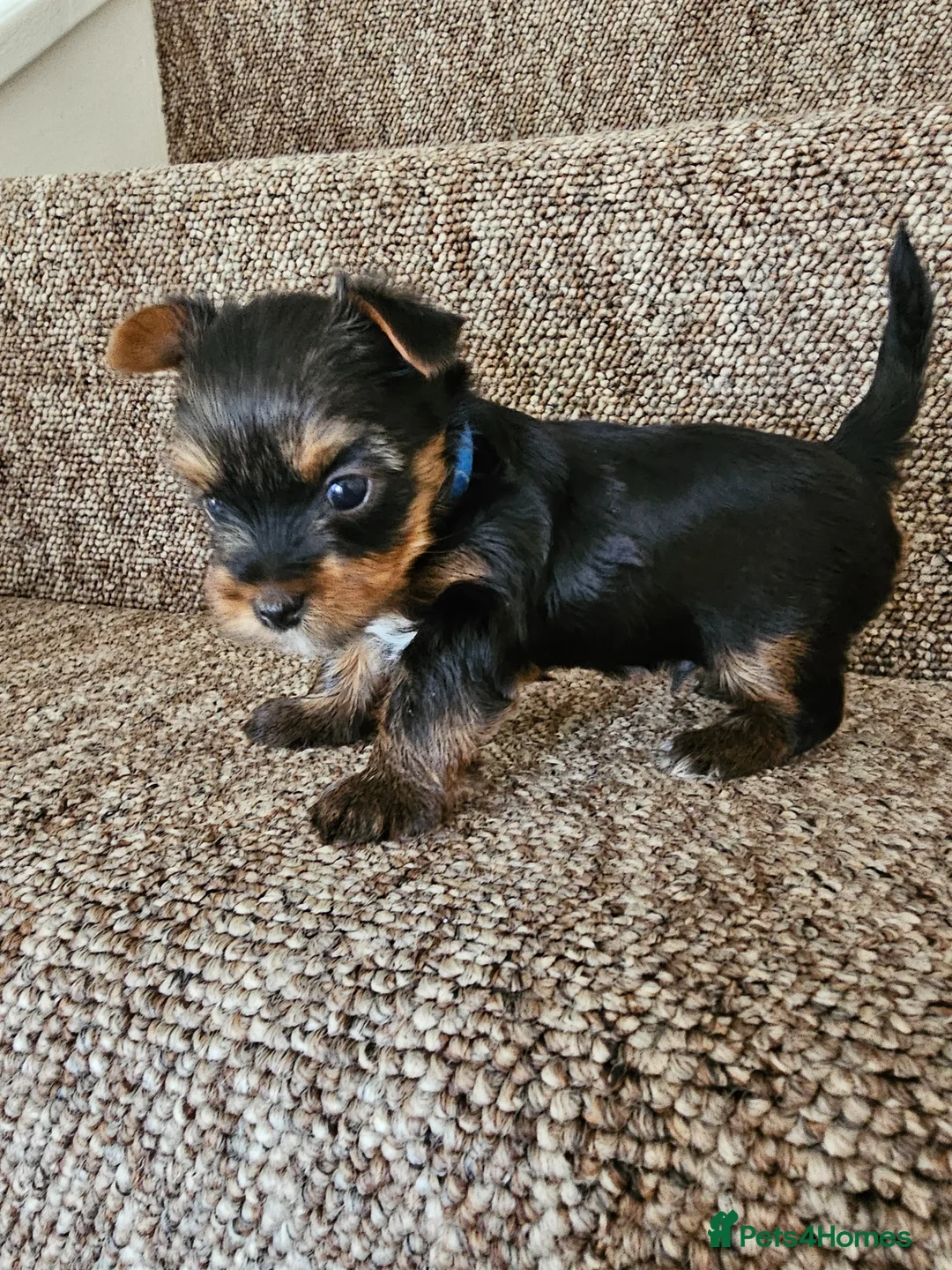 Yorkshire Terrier dogs for sale: 3 girls 🩷 and 1 boy 🩵 - Advert 2