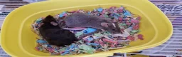 Mouse rodents for sale: 2 little girl mice need a new home.  - Advert 2