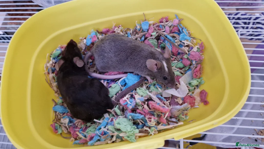 Mouse rodents for sale: 2 little girl mice need a new home.  - Advert 2