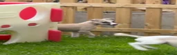 Whippet dogs for sale: Beautiful KC Whippet boy Puppy  - Advert 10