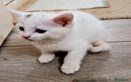Mixed Breed cats for sale: Adorable kittens for sale - Image 3