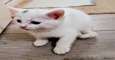 Mixed Breed cats - Advert 6