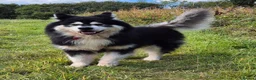 Alaskan Malamute dogs for stud: KC registered alaskan malamute for stud - Advert 13