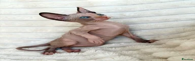 Sphynx 4
