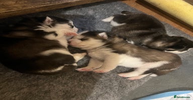 Pomsky dogs Stunning f2 pomsky babies  - Advert 2