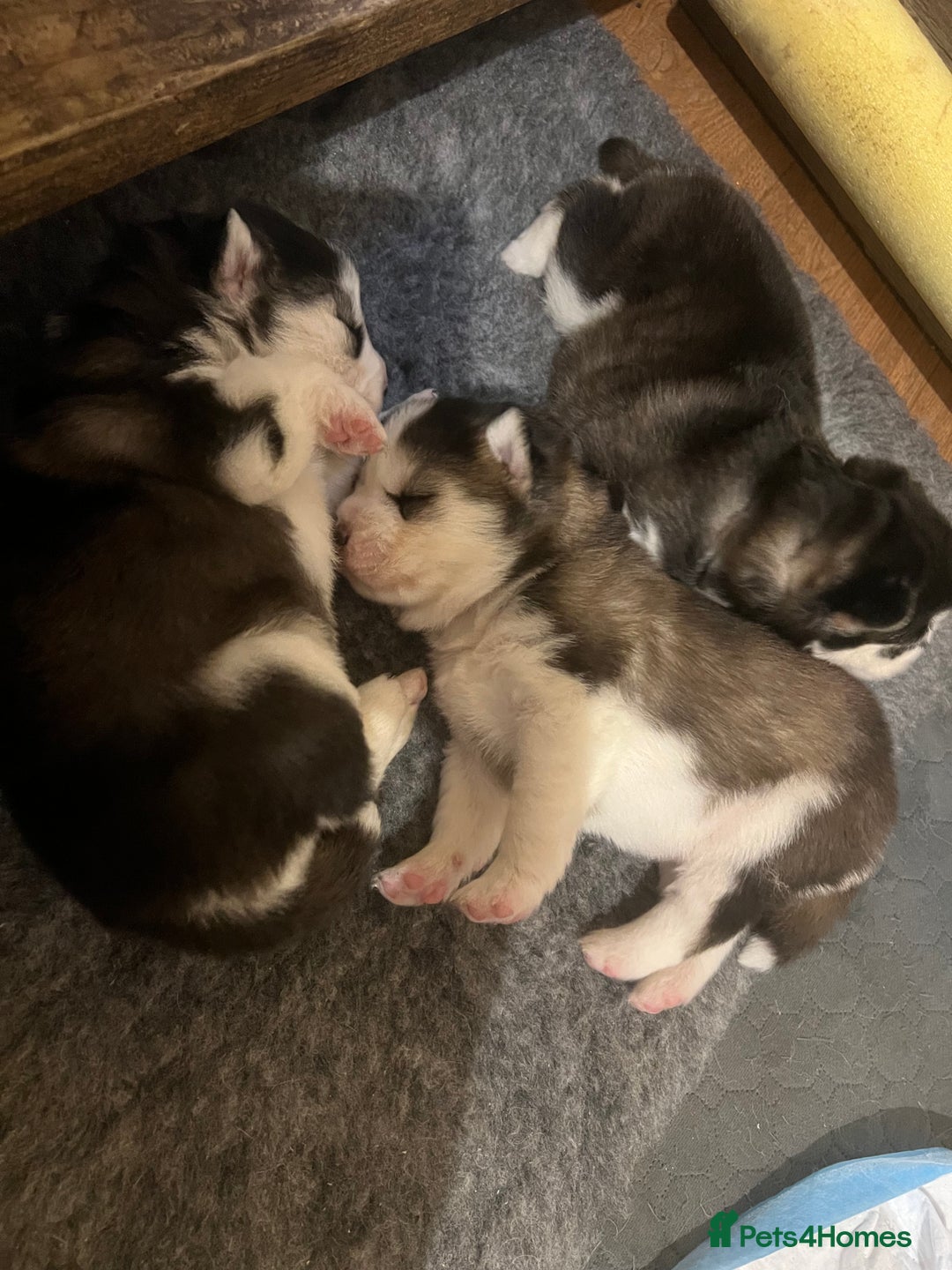 Pomsky dogs for sale: Stunning f2 pomsky babies  - Advert 2