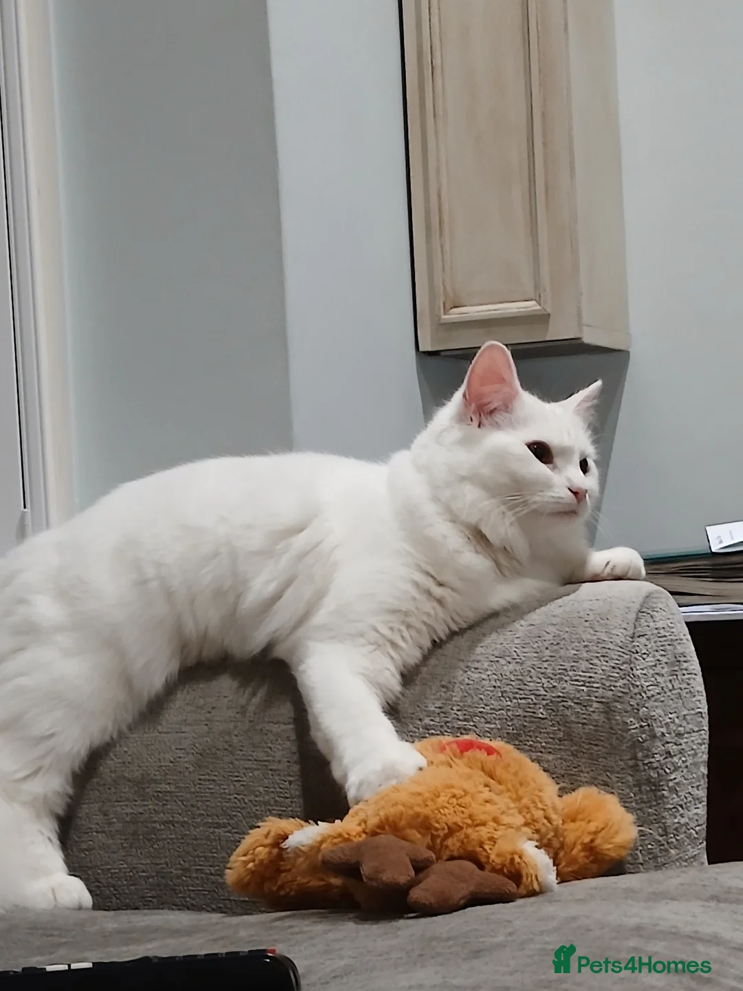 Ragdoll cats for sale: PRICE CAN BE ADJUSTED ragdoll kitten for sale  in Chessington - Advert 2