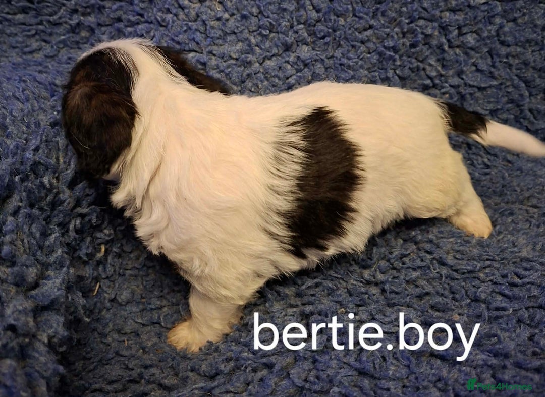 Jackapoo dogs for sale: JACKAPOO PUPPIES - Advert 9