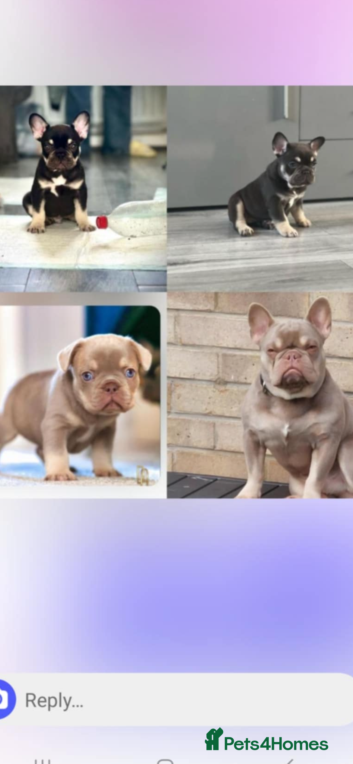 French Bulldog dogs Male for stud  in Hull - Advert 3