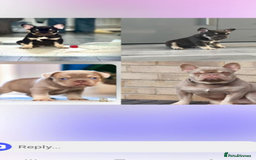 French Bulldog dogs for stud: Male for stud  in Hull - Image 2