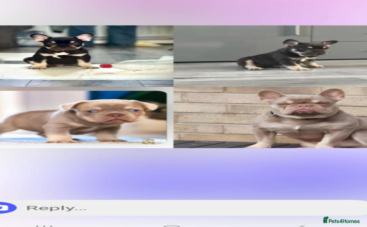 French Bulldog dogs in Hull - Advert 9