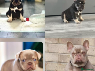 French Bulldog dogs Male for stud in Hull - Advert 7