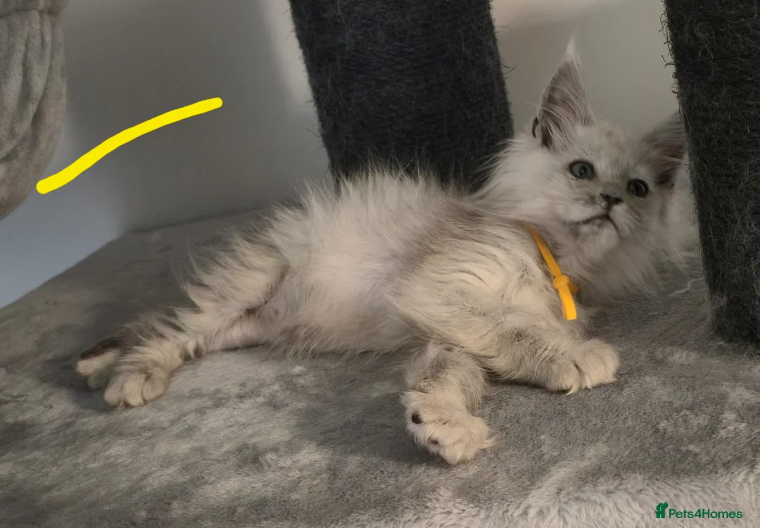 Maine Coon cats for sale: Maine Coon Kittens - Advert 12