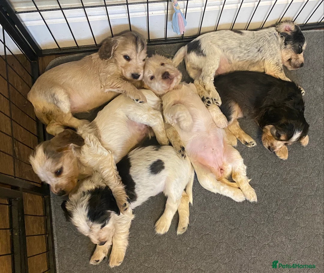 Cocker Spaniel dogs for sale: Stunning Litter of Show Cocker Spaniels  - Advert 14