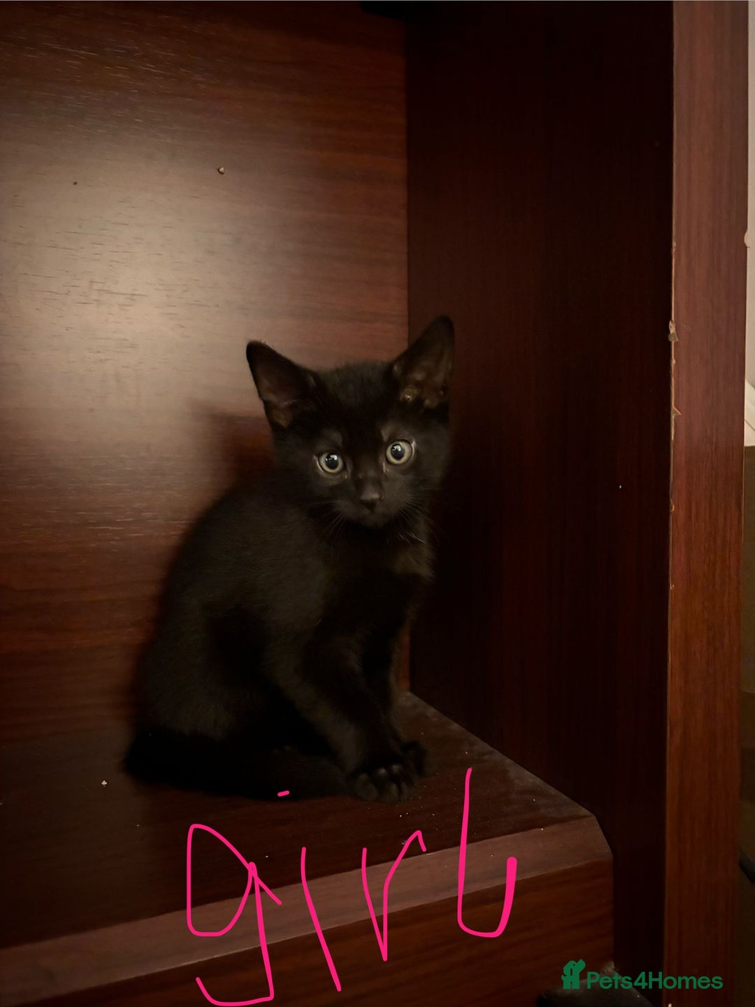 Mixed Breed cats for sale: Adorable Black Kittens – 3 Left! - Advert 5