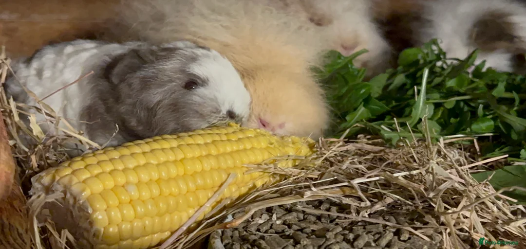 Gallery Image {{count}}