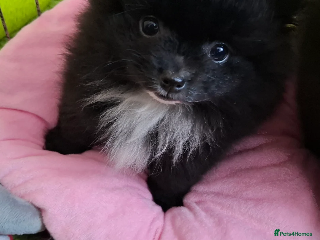 Pomeranian dogs for sale: Ready to travel to new home 🏡  - Advert 7
