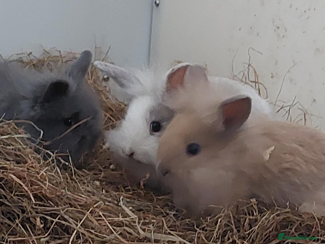 Lionhead rabbits for sale: Gorgeous baby bunnies for sale  - Image 3